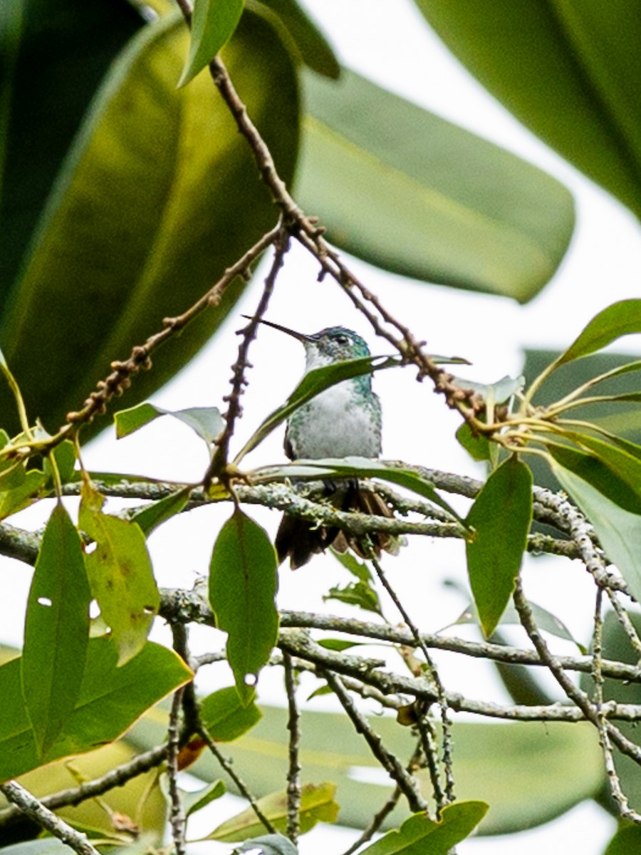 Andean Emerald - ML657990222