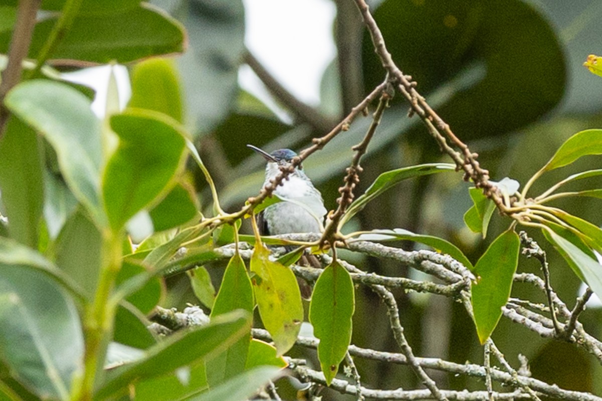 Andean Emerald - ML657990294