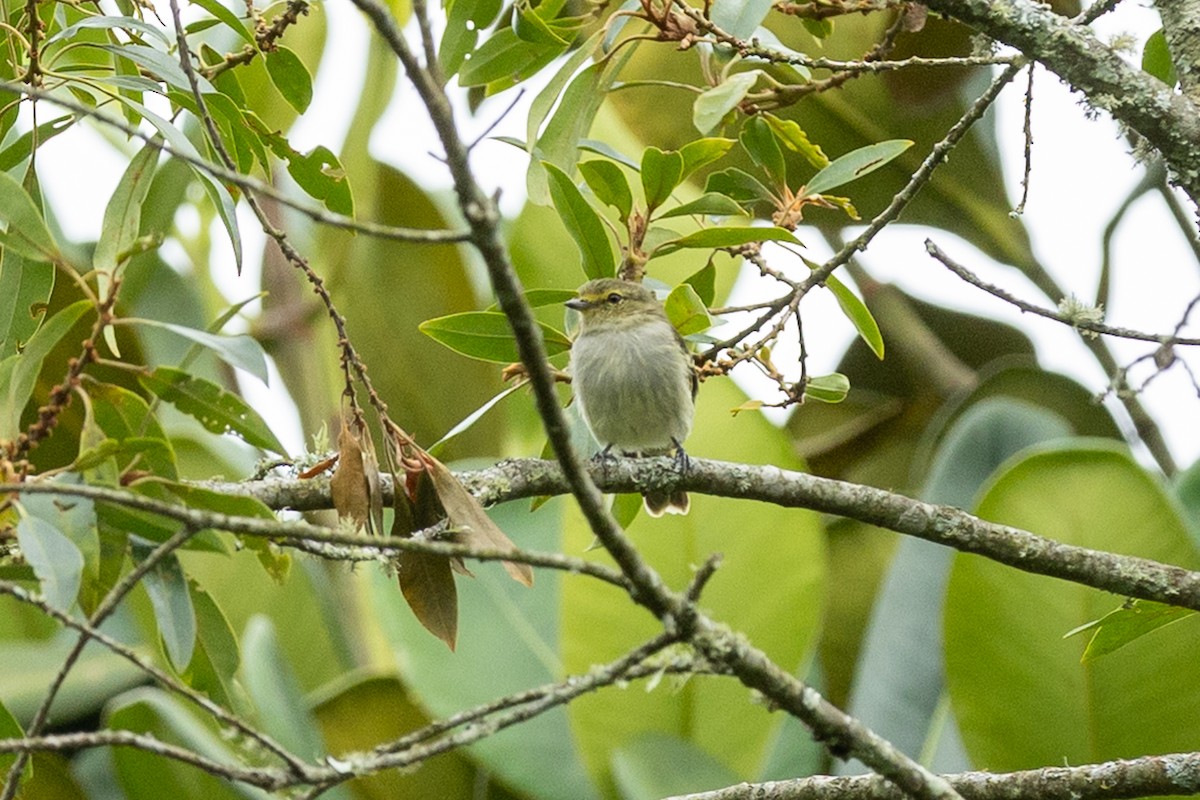 Golden-faced Tyrannulet - ML657990330