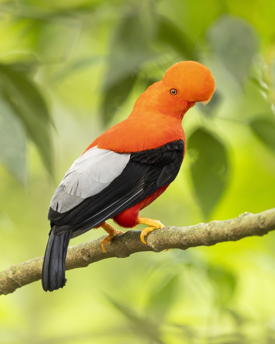 Andean Cock-of-the-rock - ML657990682