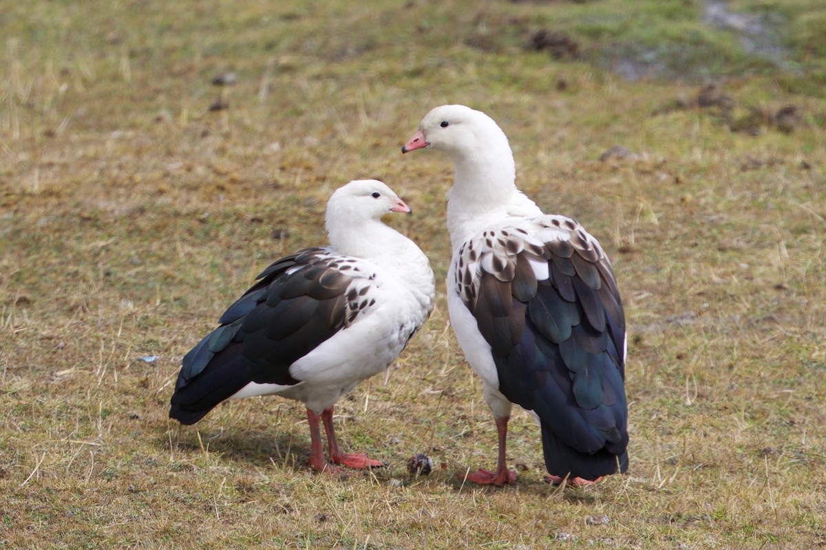 Andean Goose - ML65799121