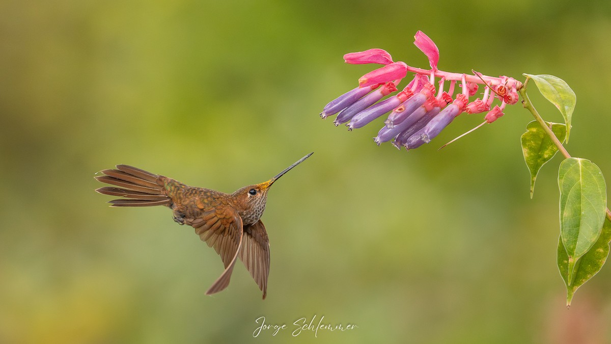 Bronzekolibri - ML657992399