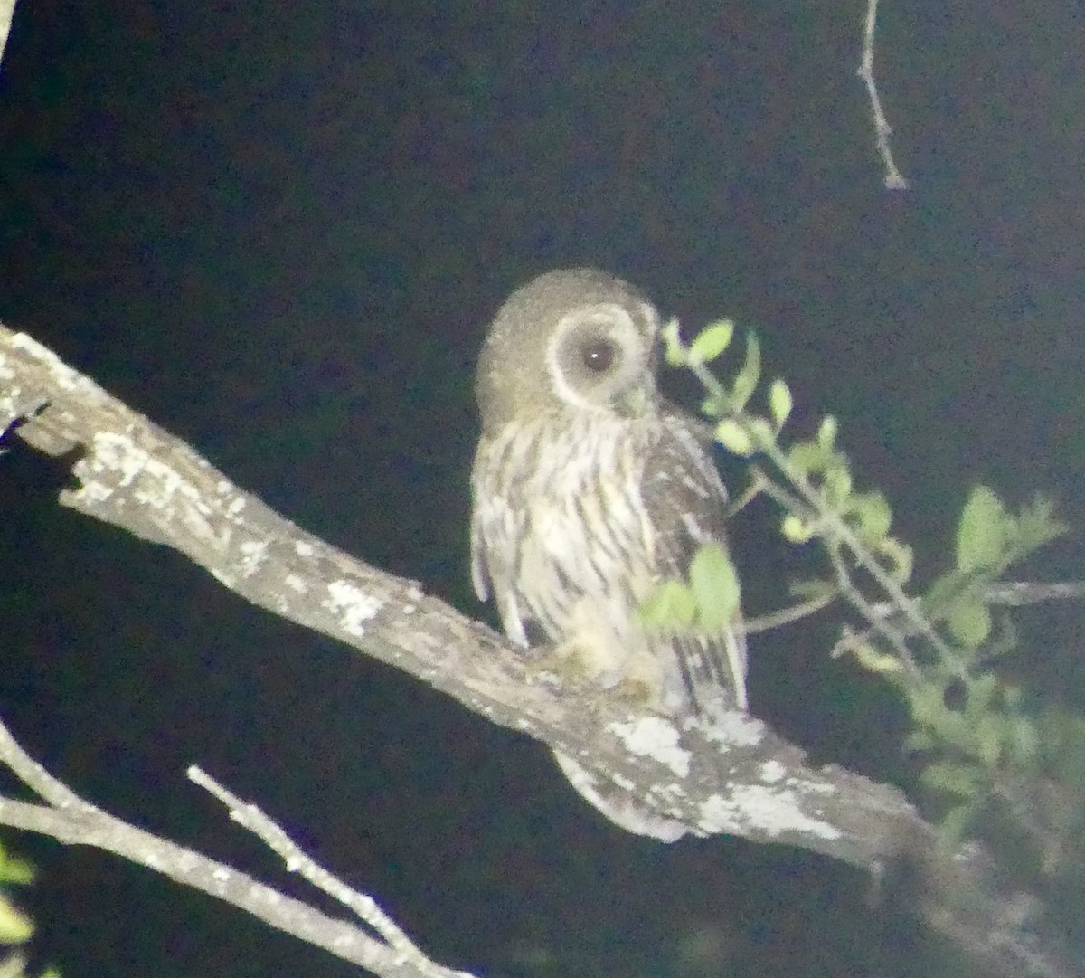 Mottled Owl - ML657992415