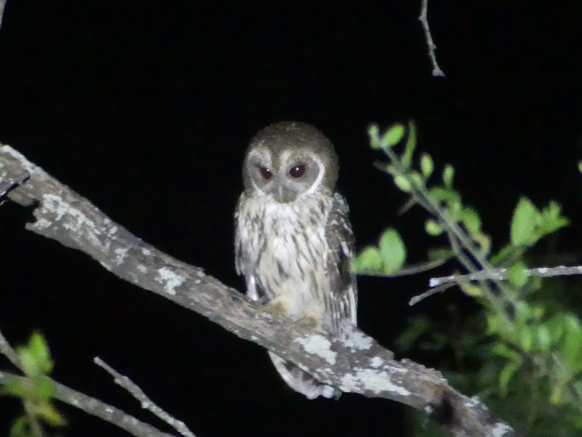 Mottled Owl - ML657992476