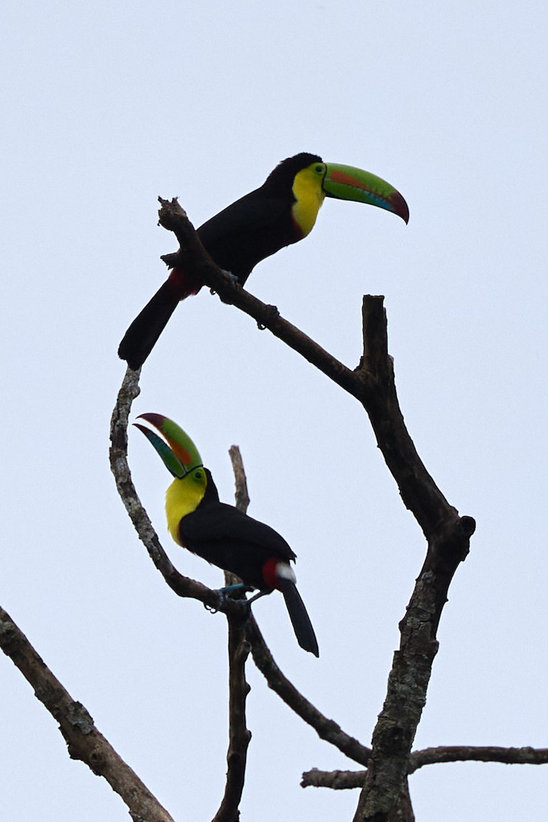 Keel-billed Toucan - ML657992560
