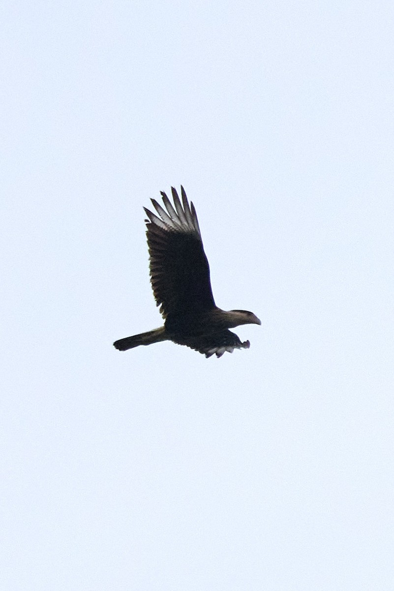 Crested Caracara - ML657992779