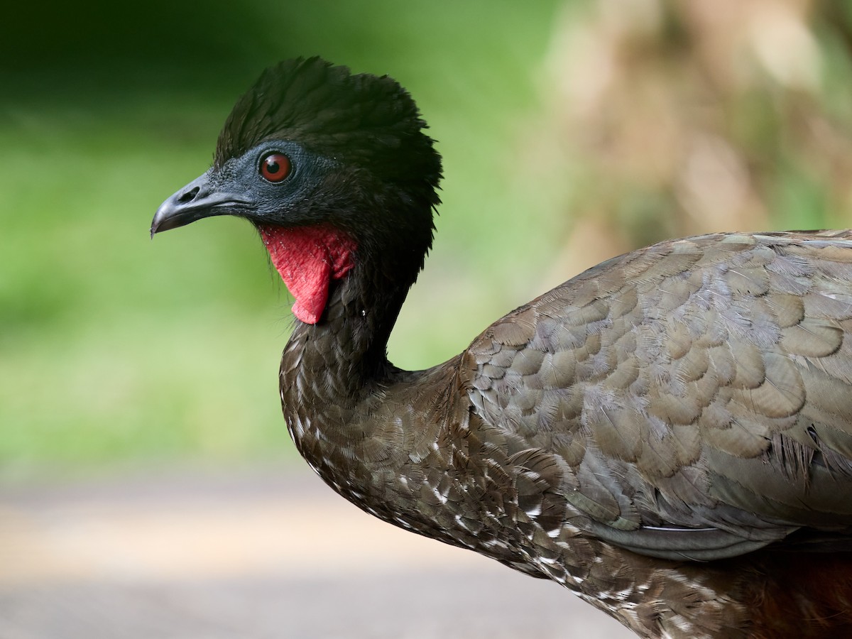 Crested Guan - ML657993033