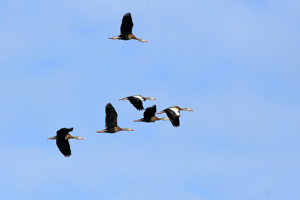 Black-bellied Whistling-Duck - ML657993071