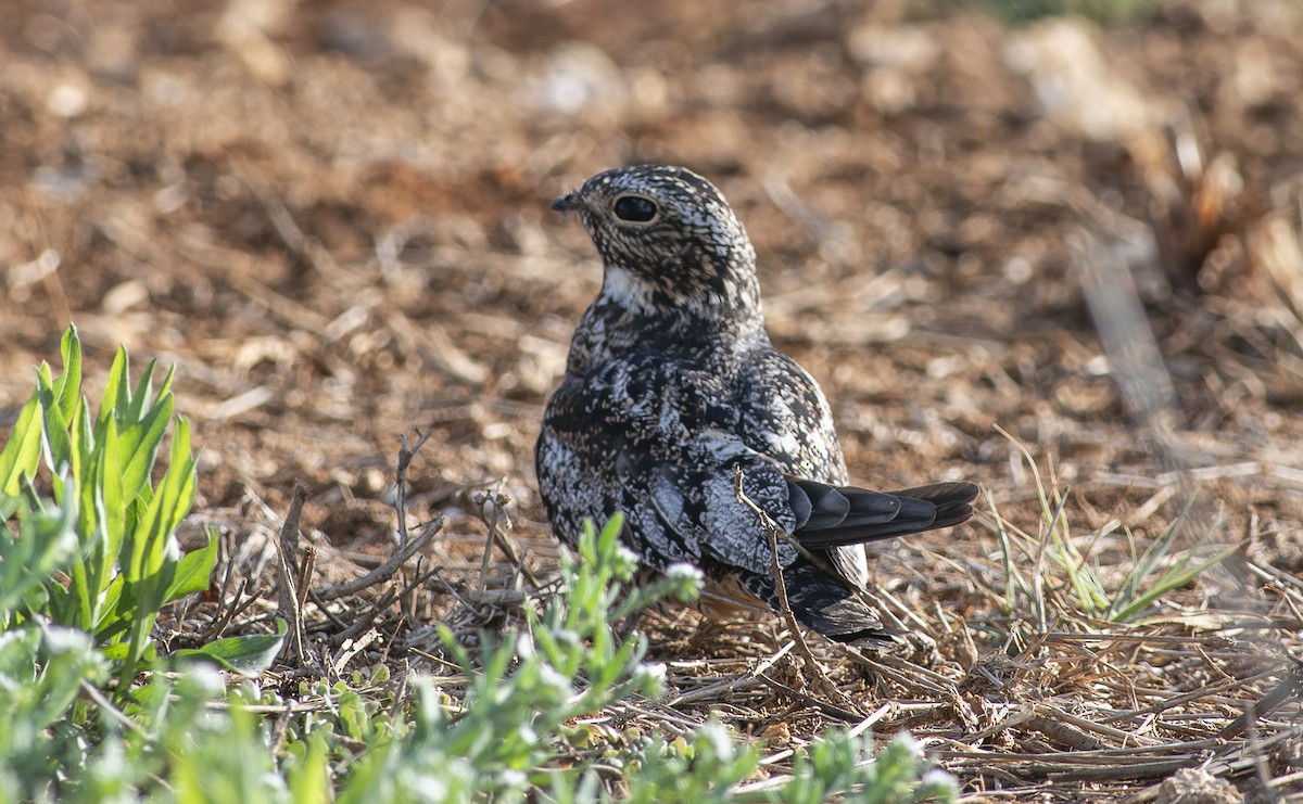Antillean Nighthawk - ML657993089