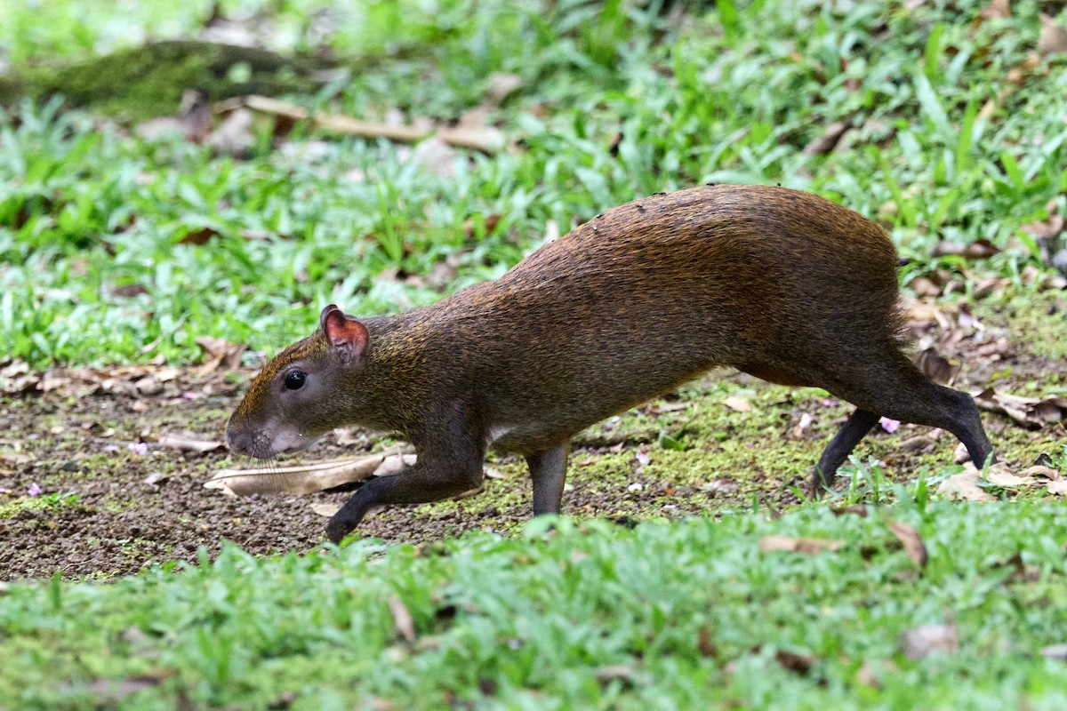 Central American Agouti - ML657993099