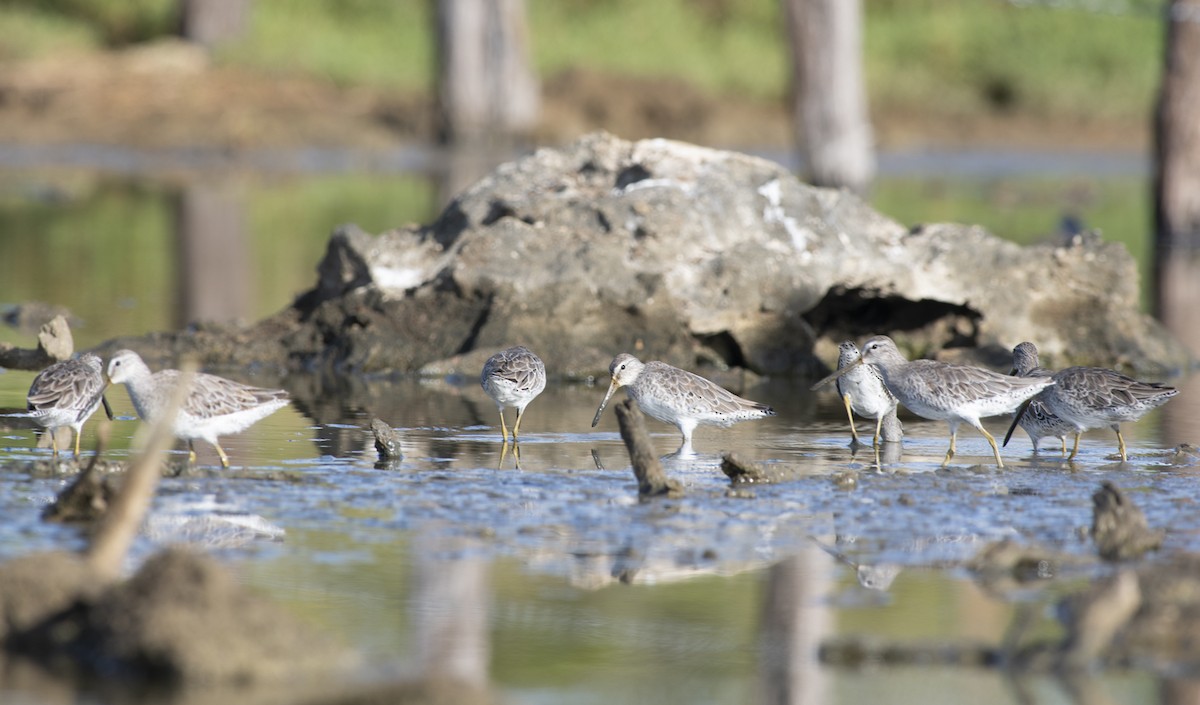 Short-billed Dowitcher - ML657993112