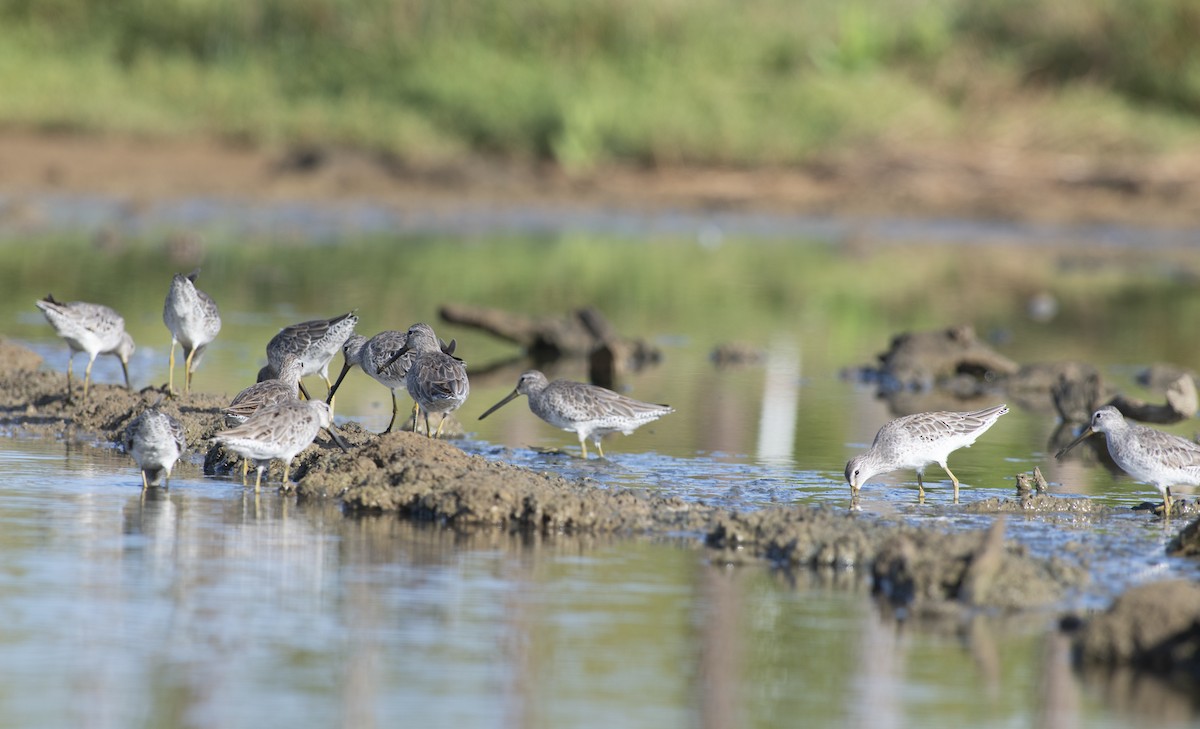 Short-billed Dowitcher - ML657993113