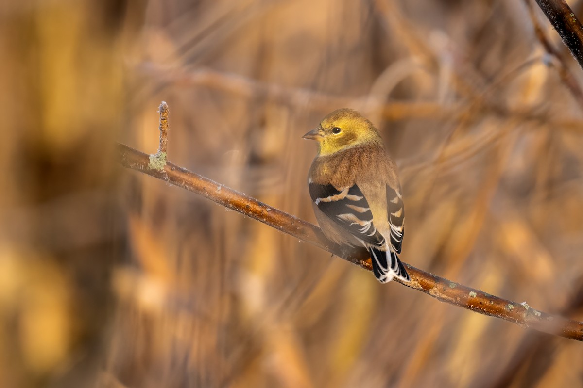 American Goldfinch - ML657993176