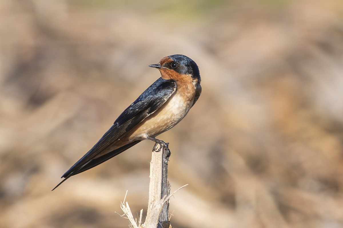 Barn Swallow - ML657993226