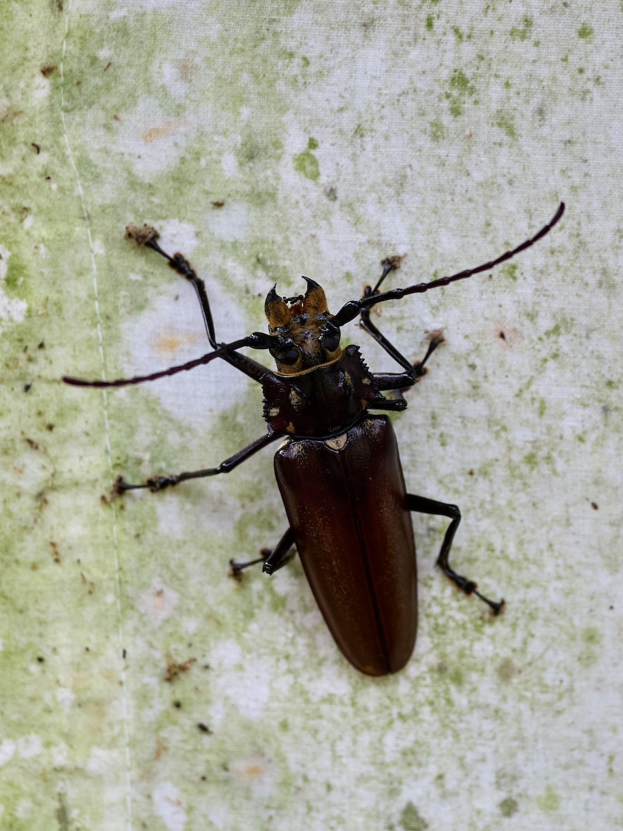 Insects - ML657993237