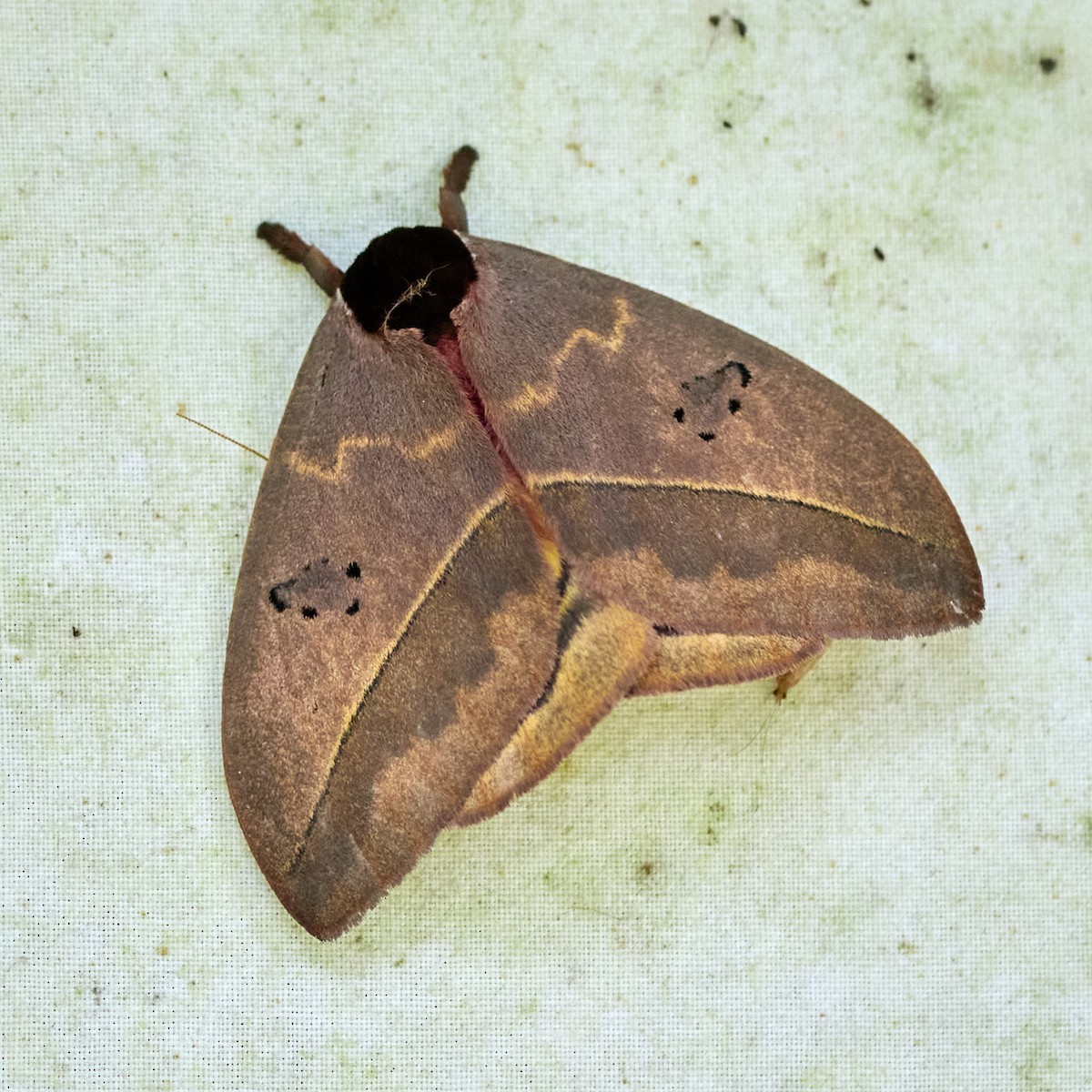 Insects - ML657993238