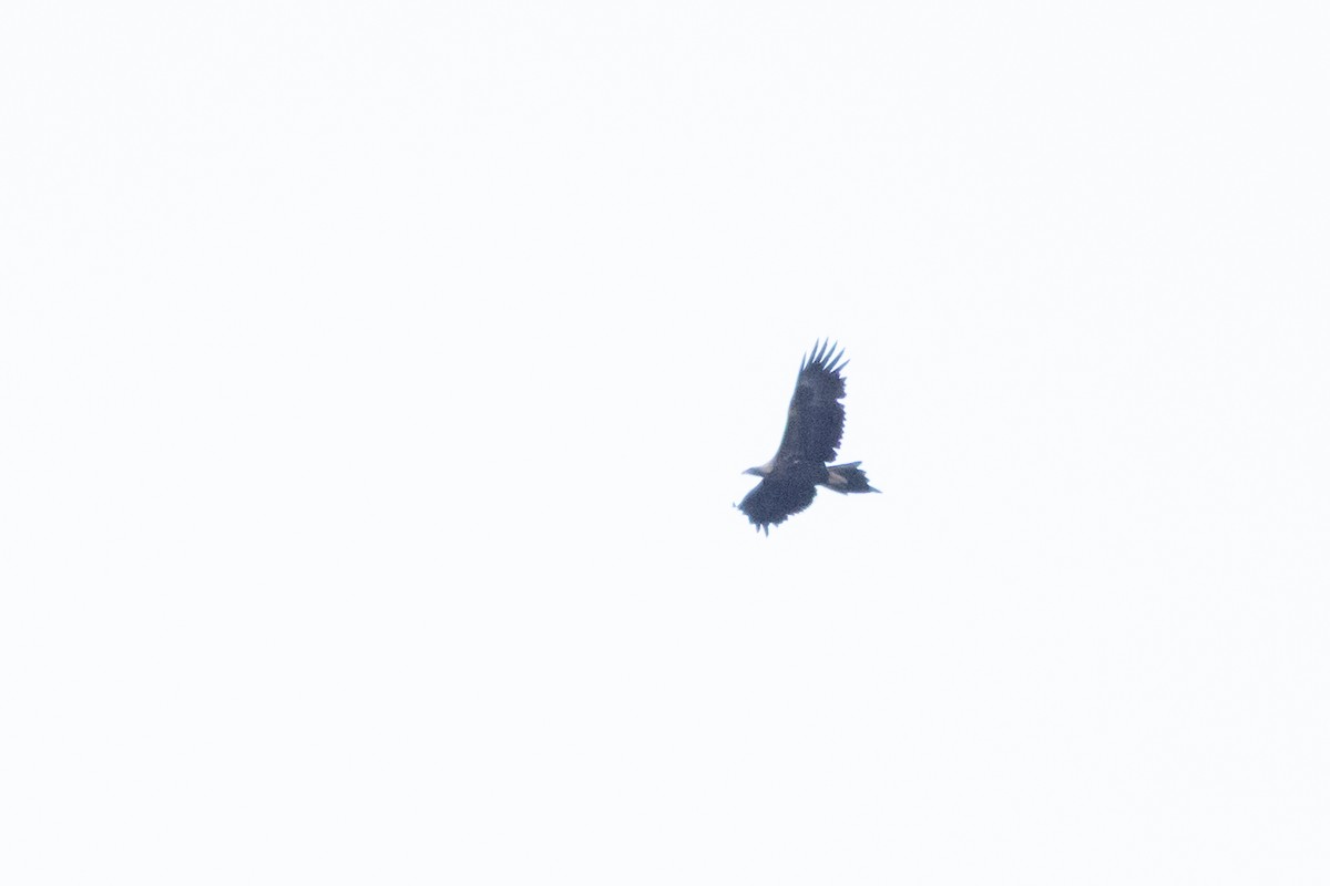 Águila Audaz - ML657993240