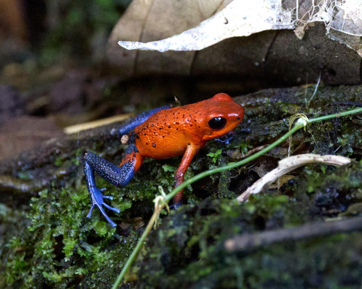 Strawberry Poison Dart Frog - ML657993342