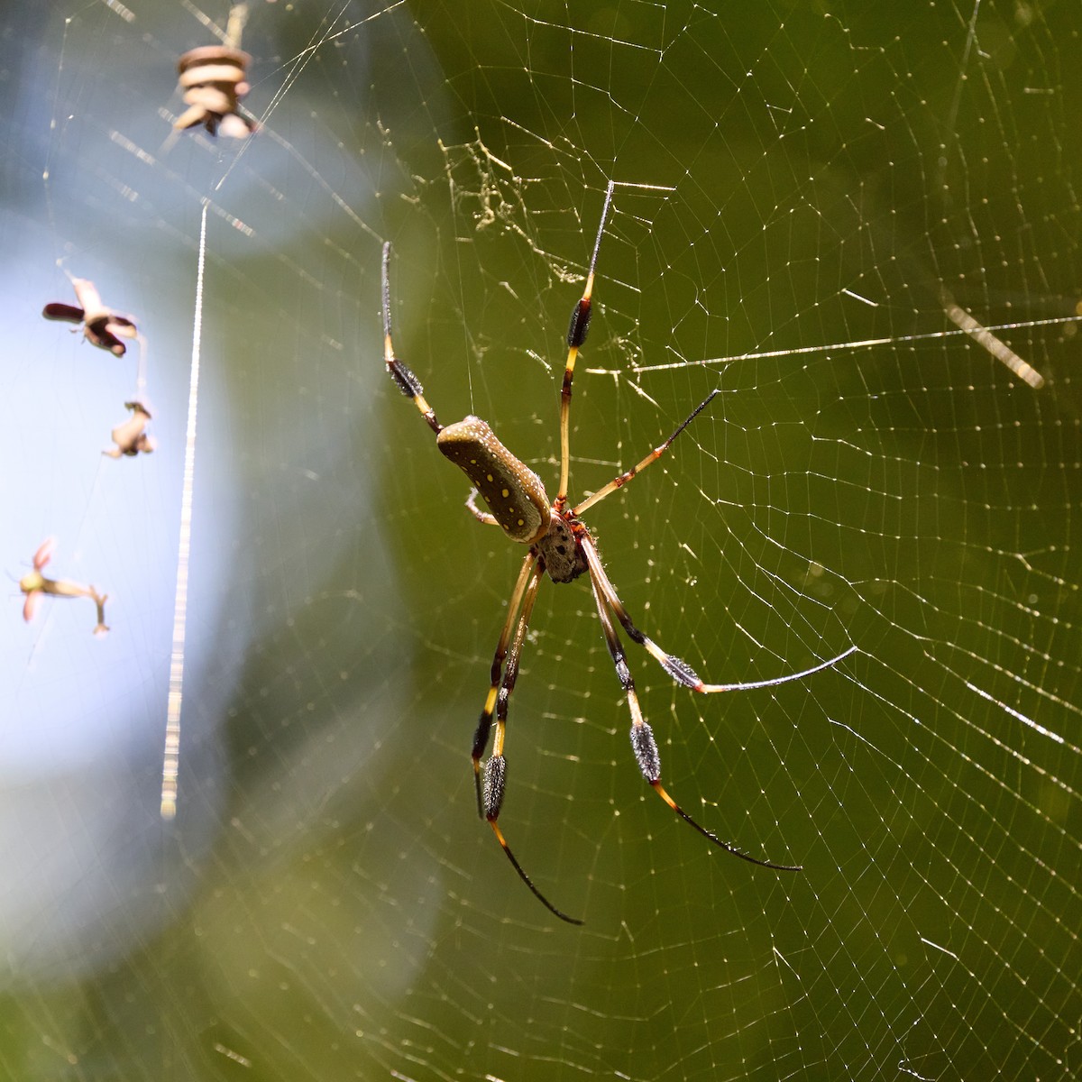 Arachnids - ML657993402