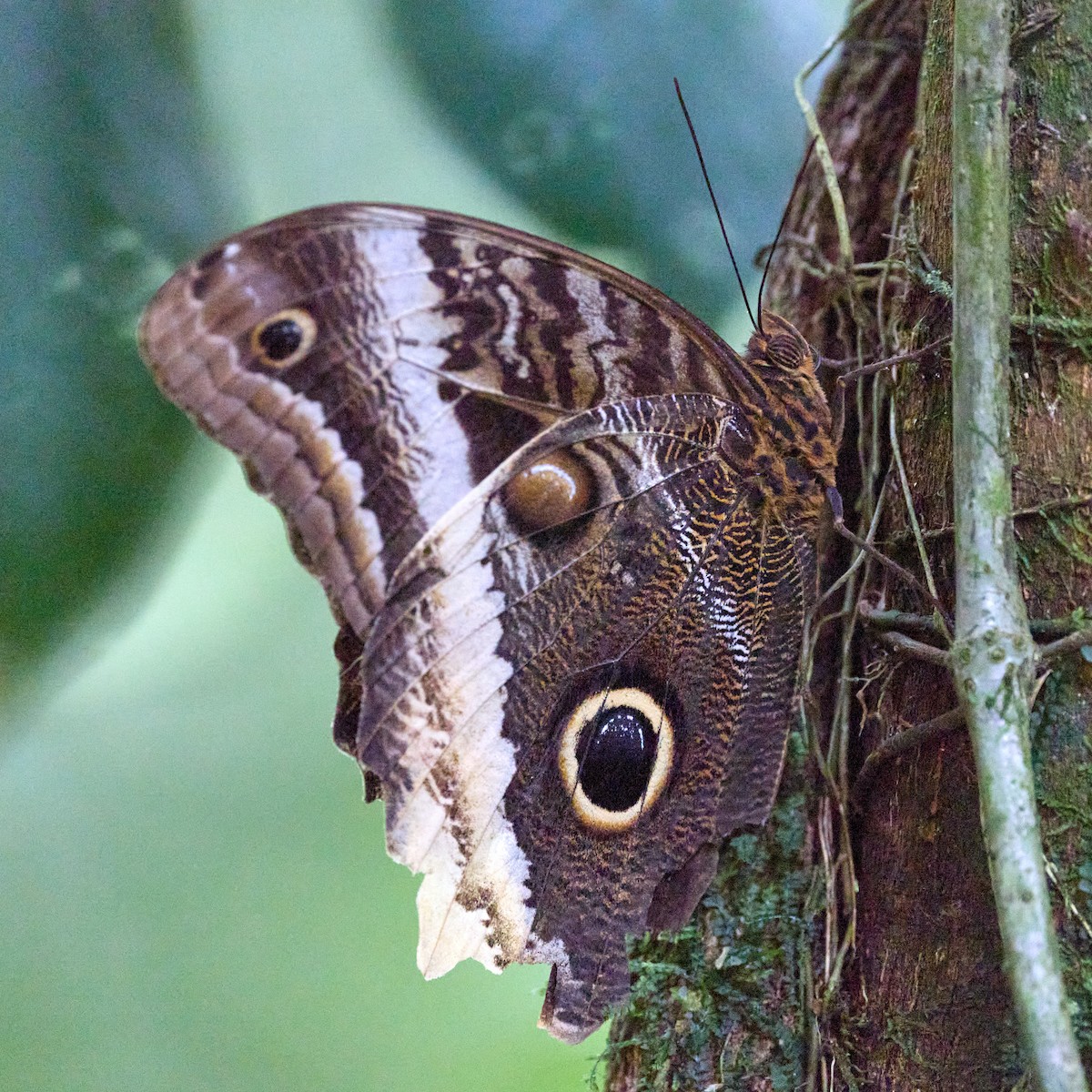 Banded Owl-Butterfly - ML657993571