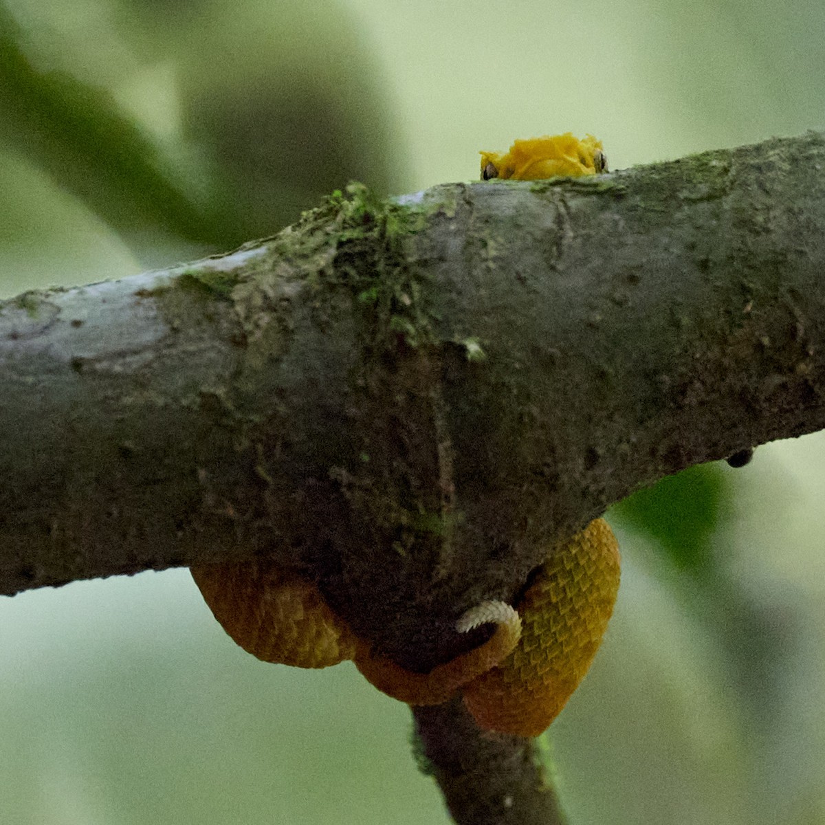 Central American Eyelash-Viper - ML657993611