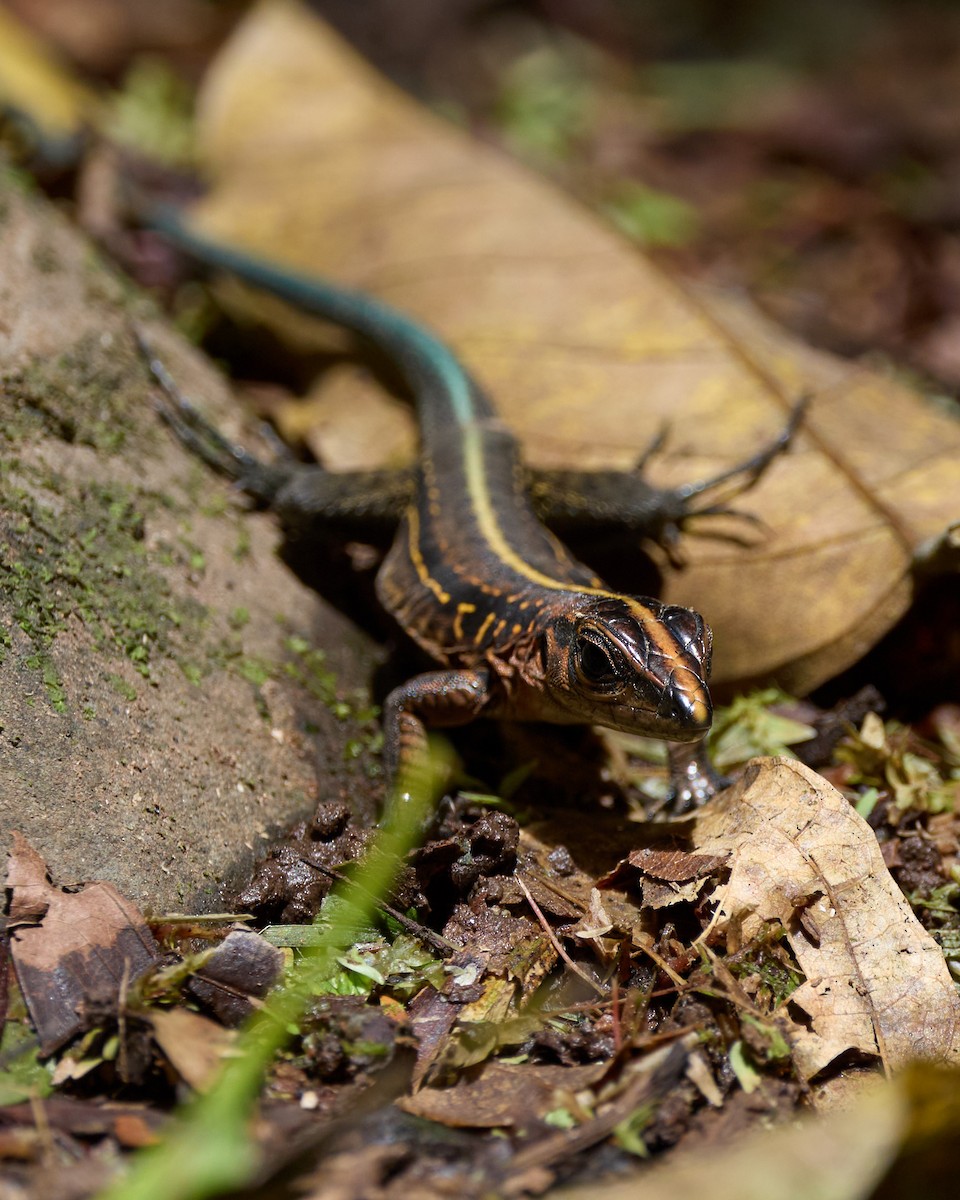 Four-lined Whiptail - ML657993690