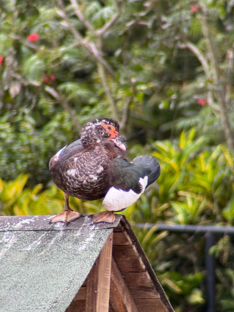 Muscovy Duck (Domestic type) - ML657993710