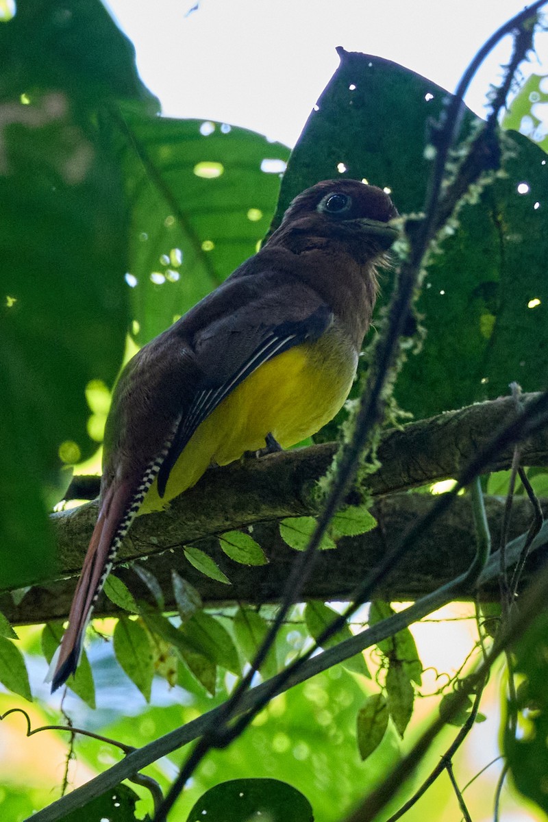 Graceful Black-throated Trogon - ML657993893