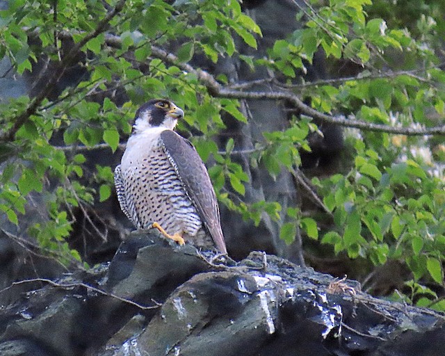 Protecting Washington’s cliff-nesting raptors through shared ...