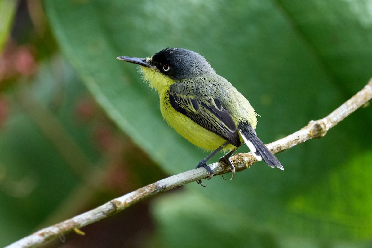 Common Tody-Flycatcher - ML657994096