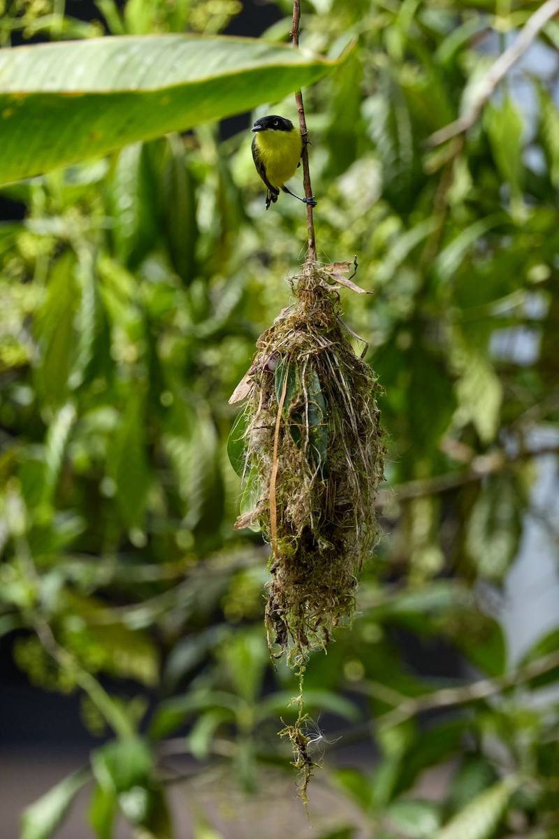 Common Tody-Flycatcher - ML657994097
