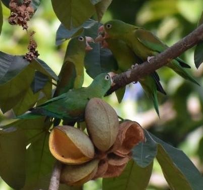 Orange-chinned Parakeet - ML657994253