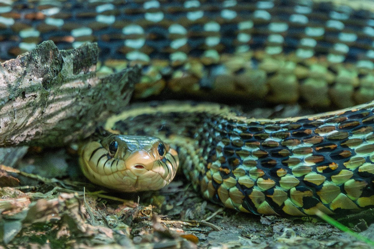 Eastern Garter Snake - ML657994338