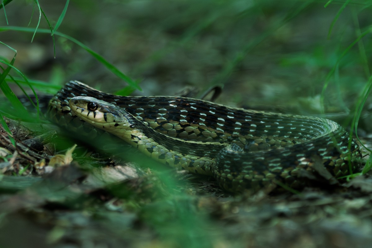 Eastern Garter Snake - ML657994342