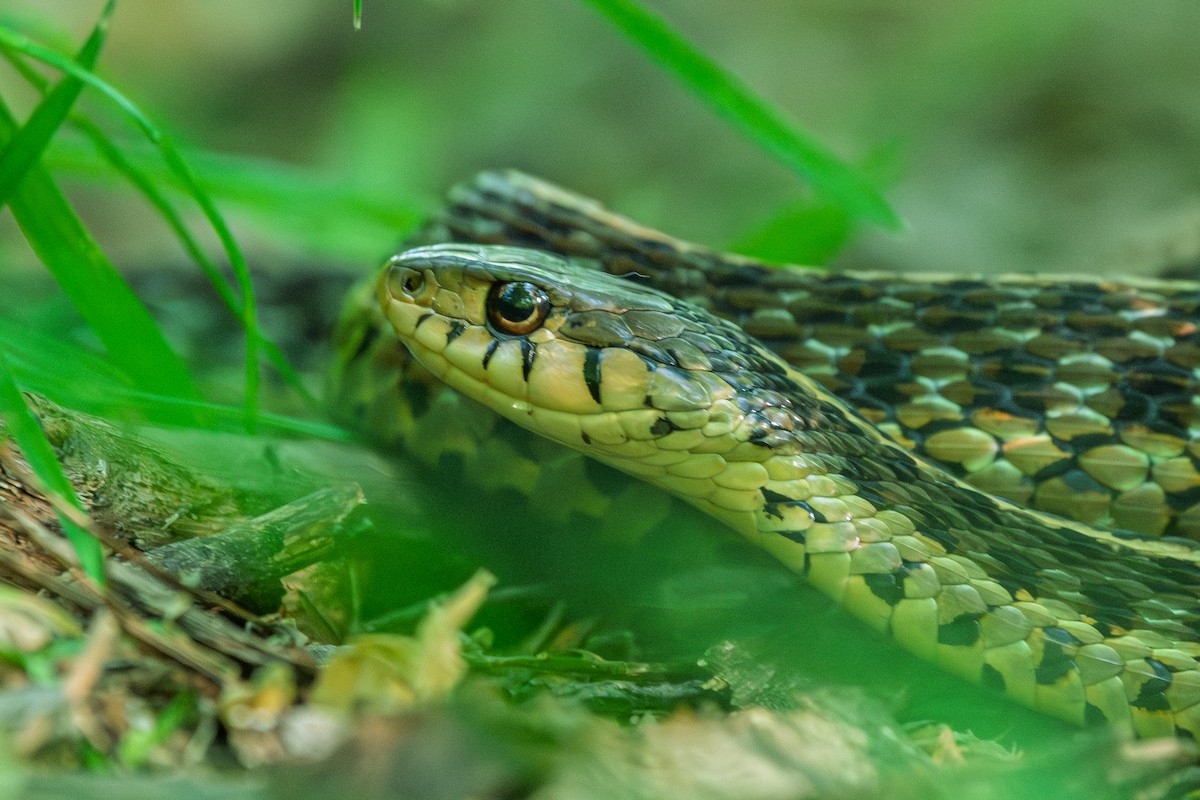 Eastern Garter Snake - ML657994343