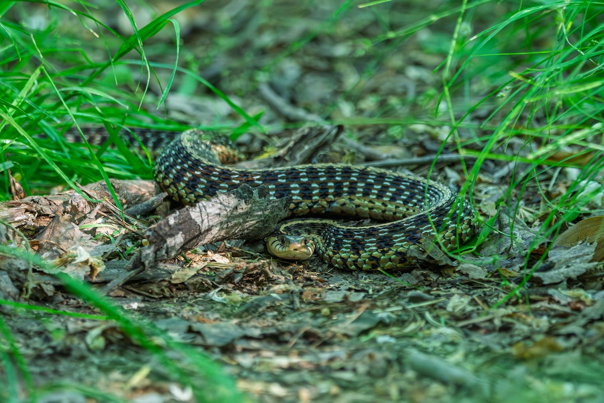 Eastern Garter Snake - ML657994344