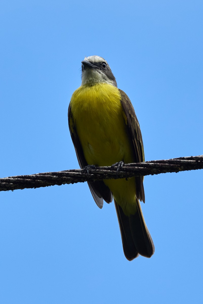 Gray-capped Flycatcher - ML657994353