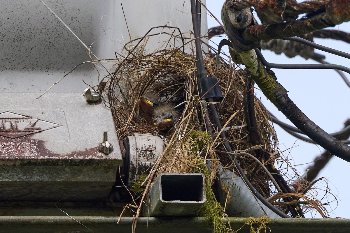 Gray-capped Flycatcher - ML657994355