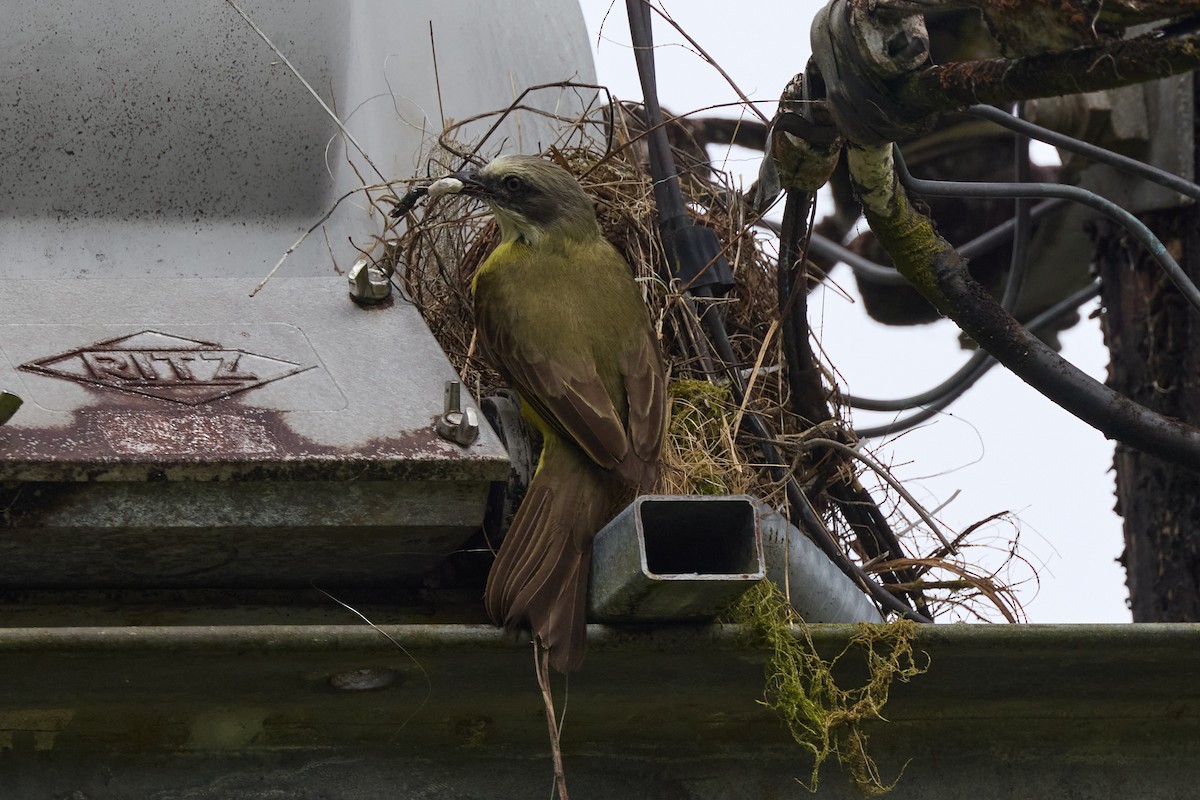 Gray-capped Flycatcher - ML657994357