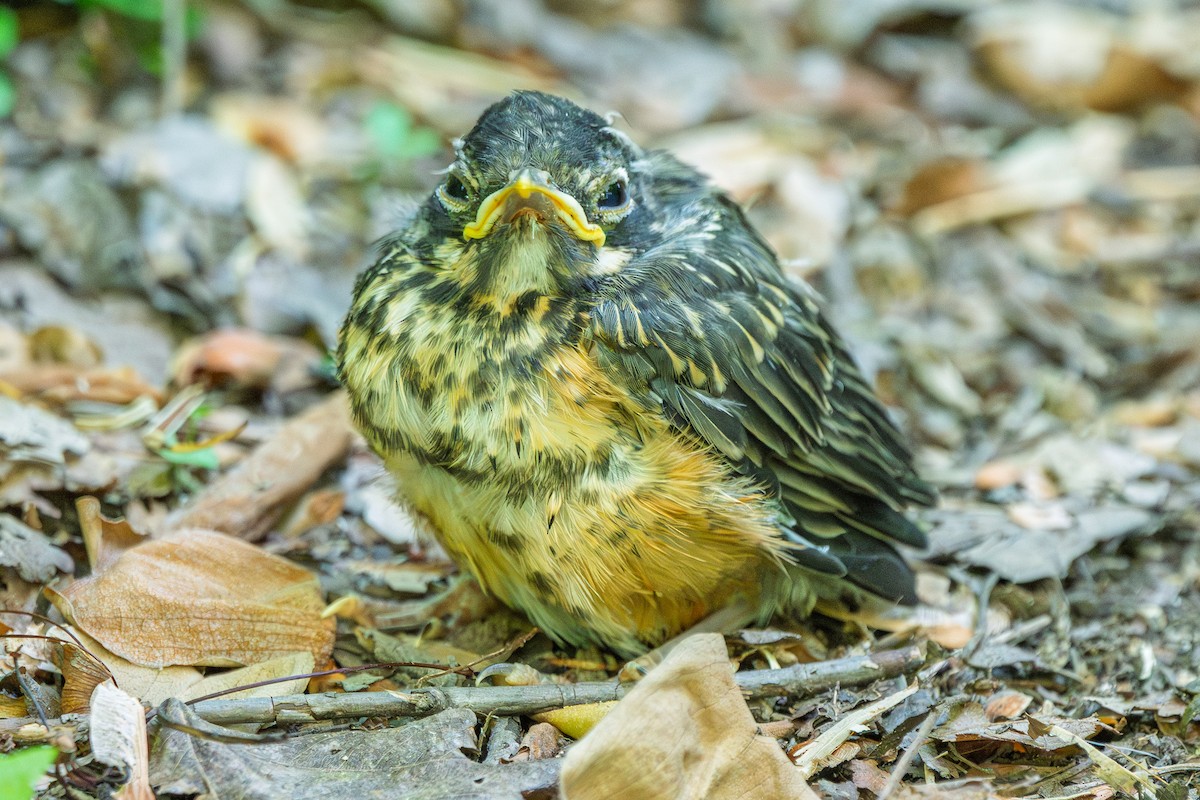 American Robin - ML657994404