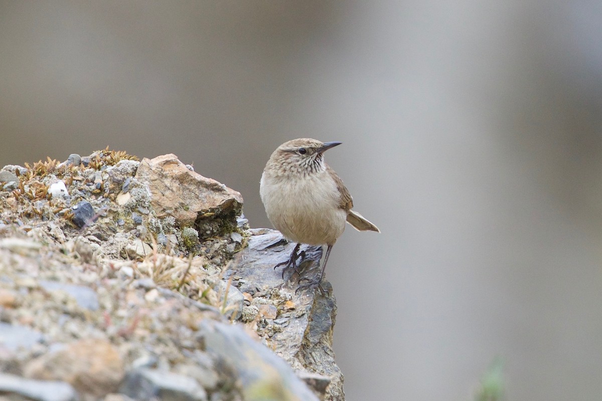 Streak-throated Canastero - Cory Gregory