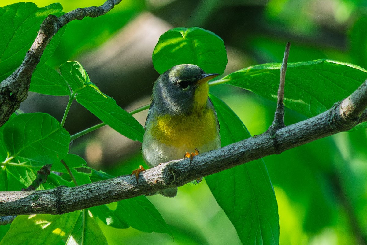 Northern Parula - ML657994437