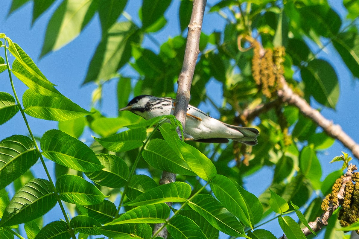 Blackpoll Warbler - ML657994441
