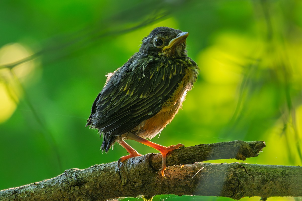 American Robin - ML657994448