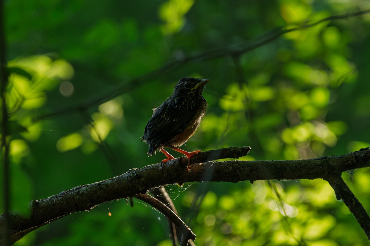 American Robin - ML657994449