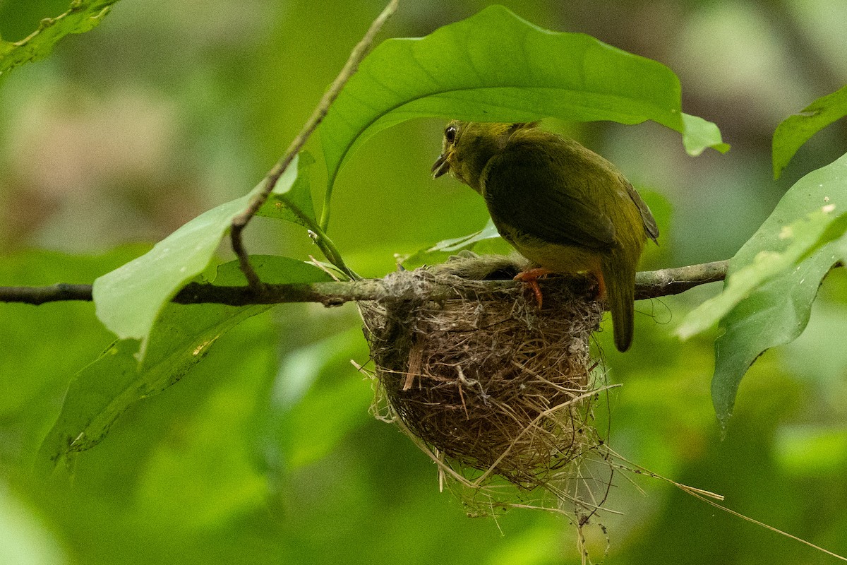 Orange-collared Manakin - ML657994547