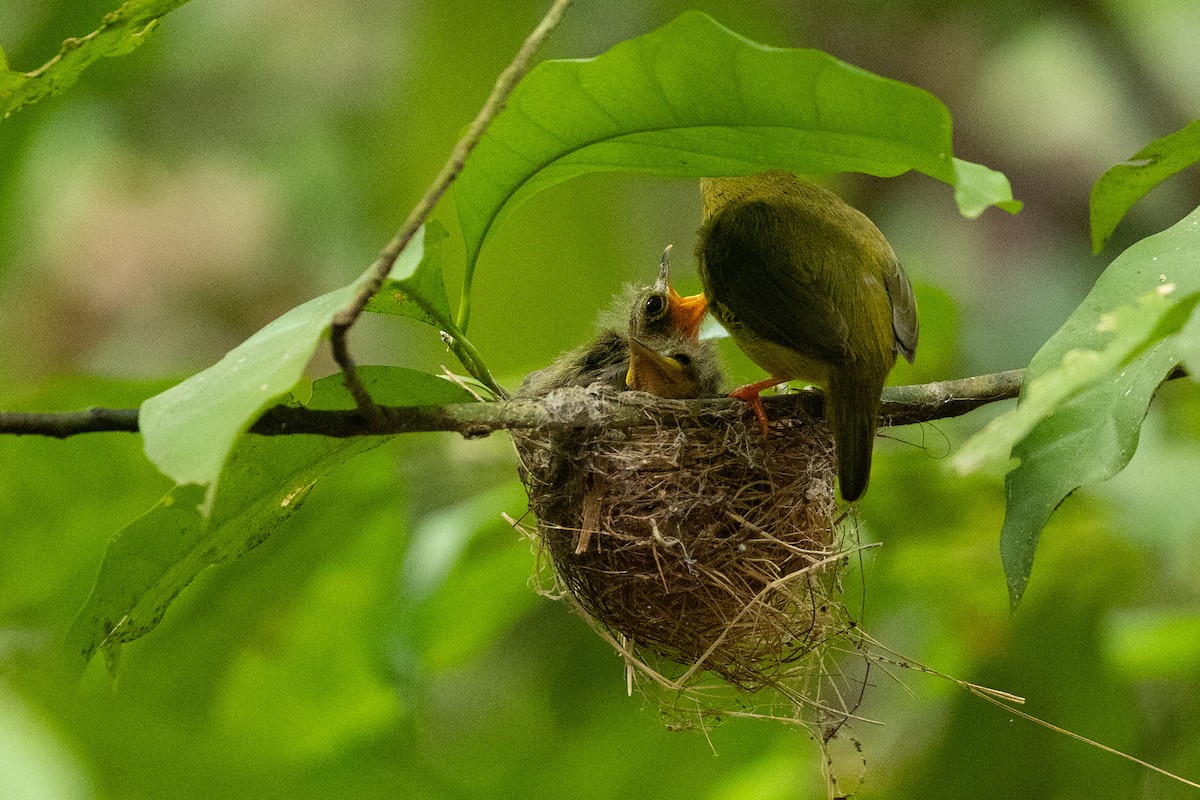 Orange-collared Manakin - ML657994548