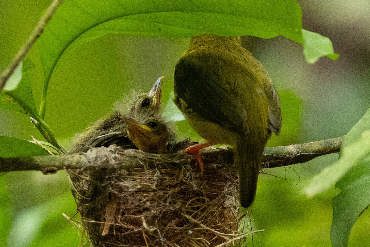 Orange-collared Manakin - ML657994621