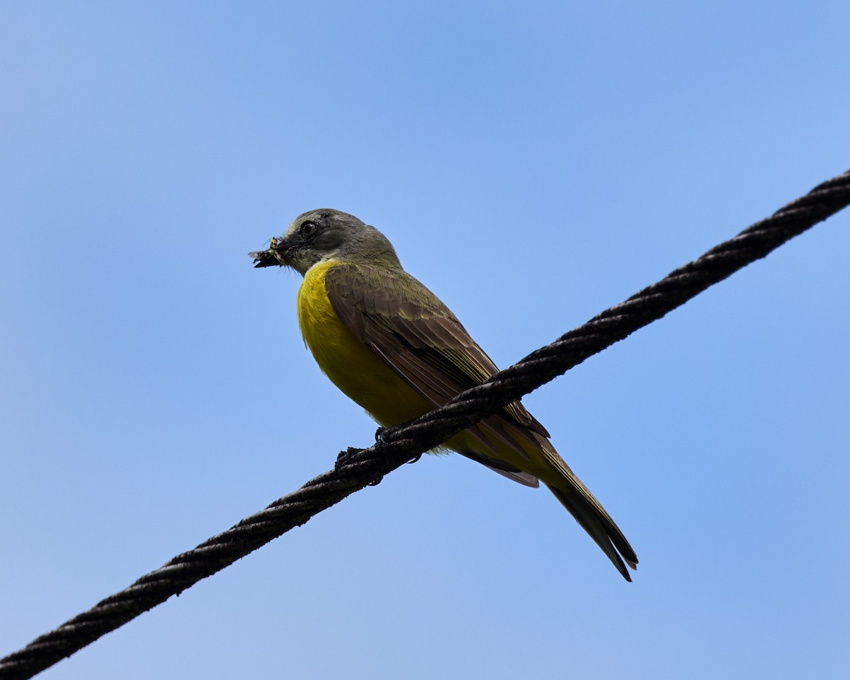 Gray-capped Flycatcher - ML657994642