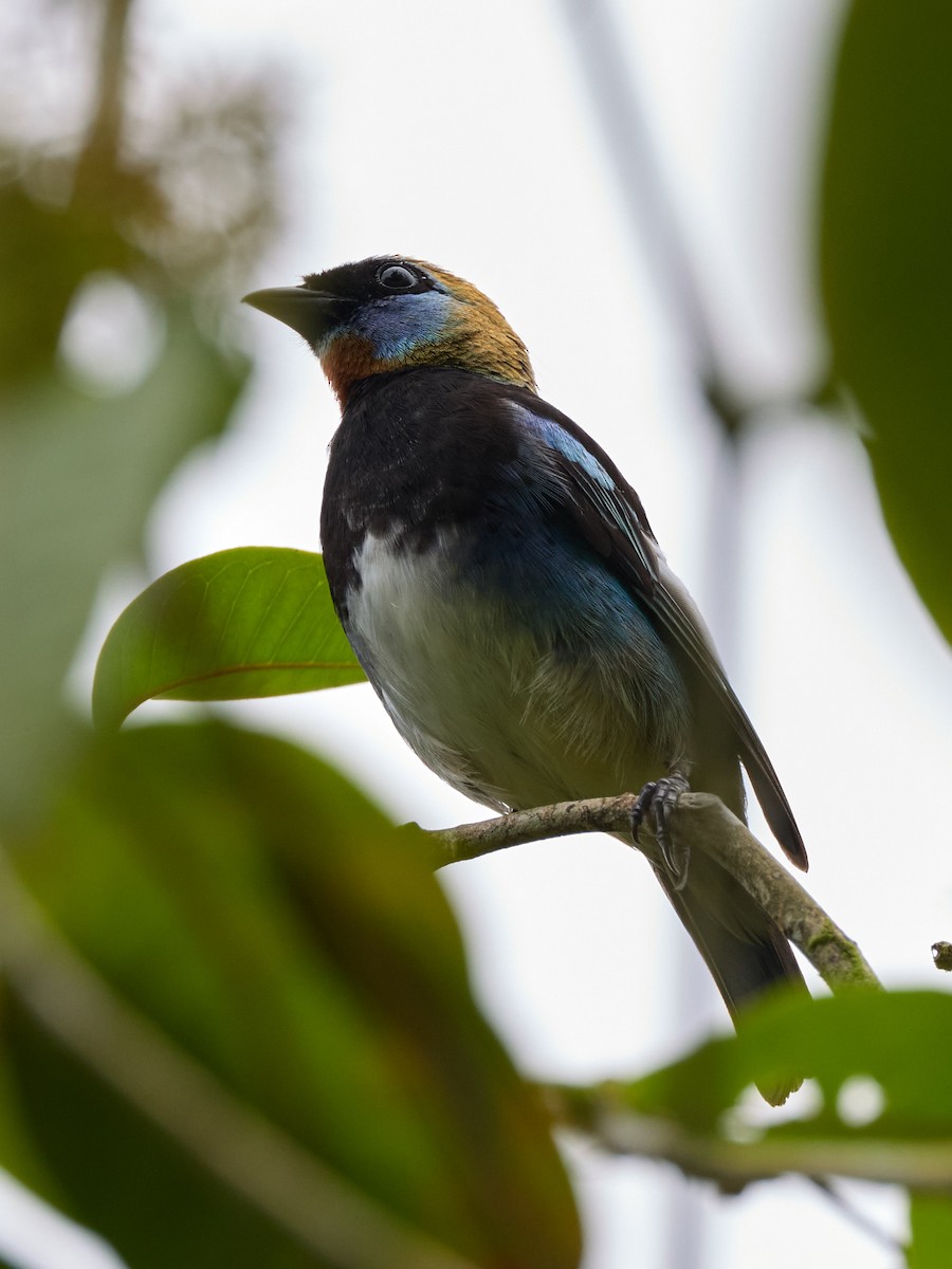 Golden-hooded Tanager - ML657994841